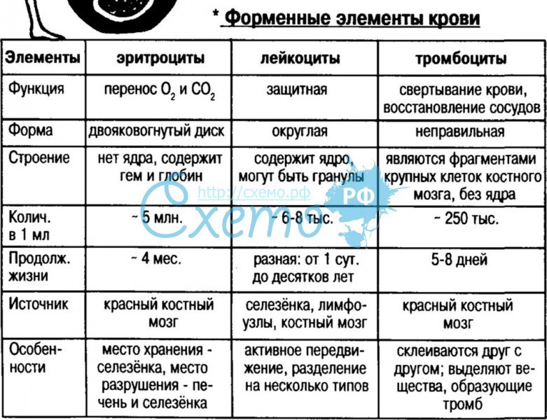 Назовите тип форменного элемента крови представленного на рисунке укажите численность этих клеток