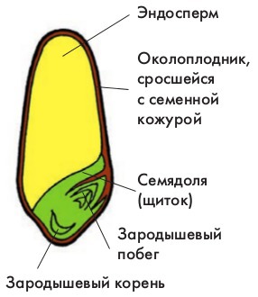 Строение тыквы рисунок с подписями