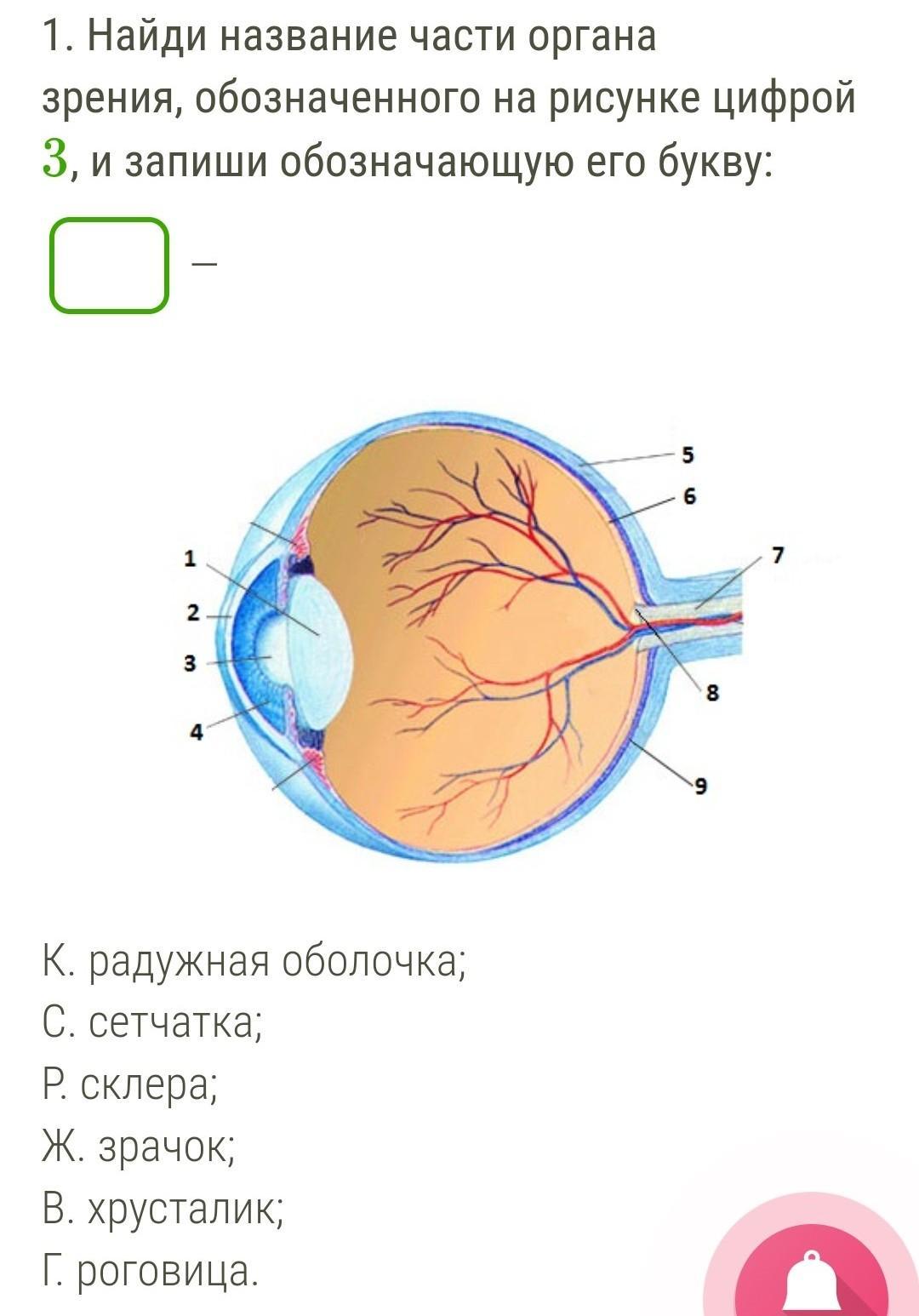 Какой буквой на рисунке обозначена оболочка глаза в которой располагаются зрительные рецепторы