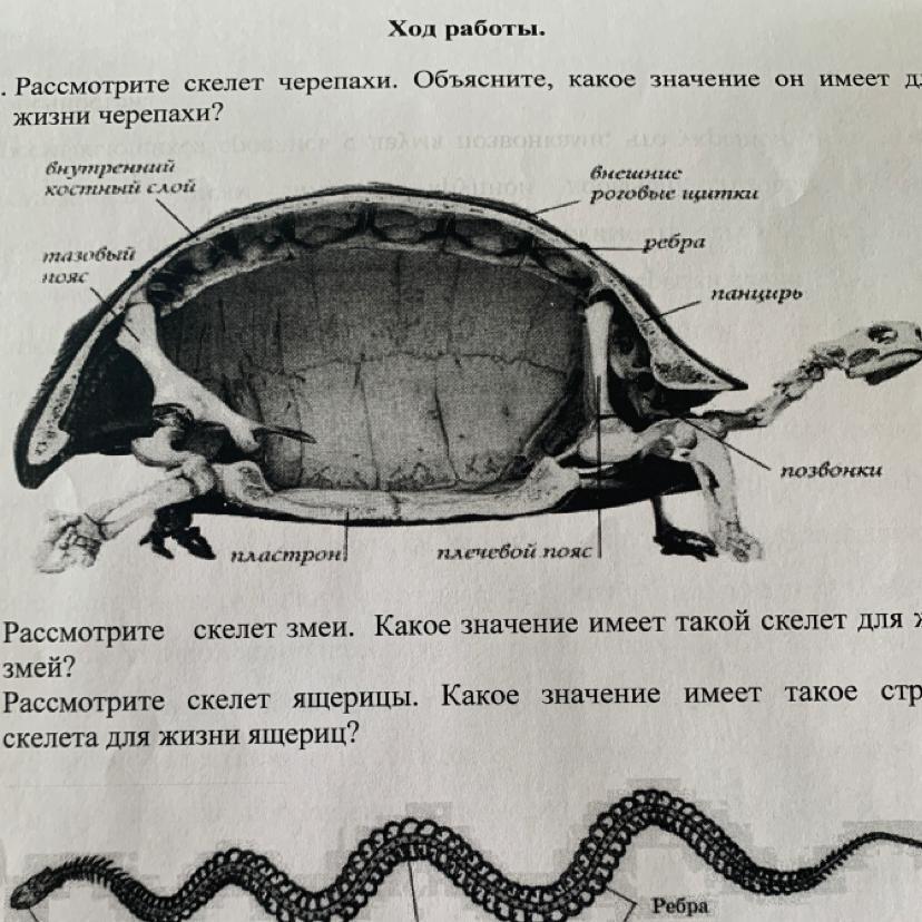 Значение черепах. Скелет черепахи в разрезе. Скелет черепахи схема. Скелет черепахи фото в разрезе. Особенности скелета черепахи.