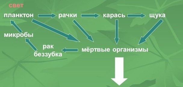 Круговорот веществ в водоеме. Схема круговорота веществ в сообществе водоема. Схема круговорота веществ в сообществе водоема 3 класс. Круговорот веществ в сообществе водоема 3. Схема круговорота веществ в сообществе водоема 3 класс окружающий мир.