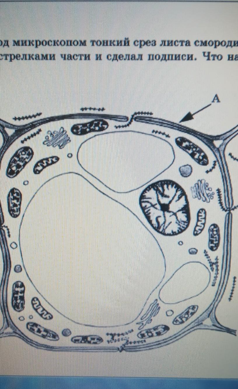 Ученик рассматривал под микроскопом лист растения и сделал следующий рисунок что