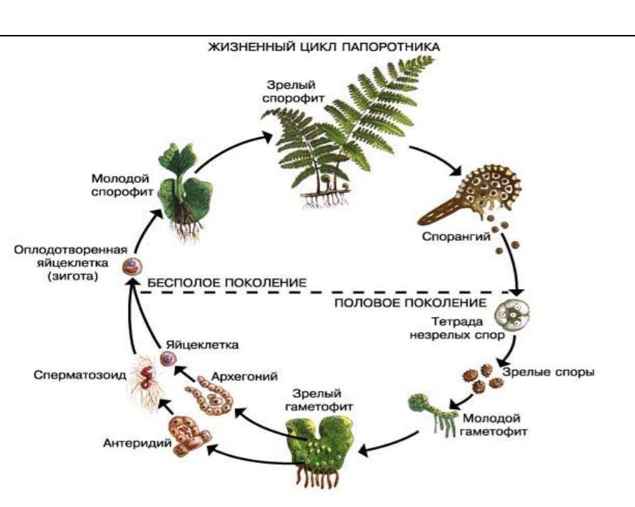 Какой тип питания характерен для папоротника изображенного на рисунке обоснуйте свой ответ