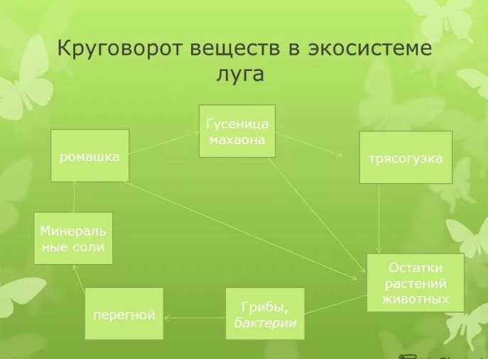 Схема круговорота веществ в экосистеме