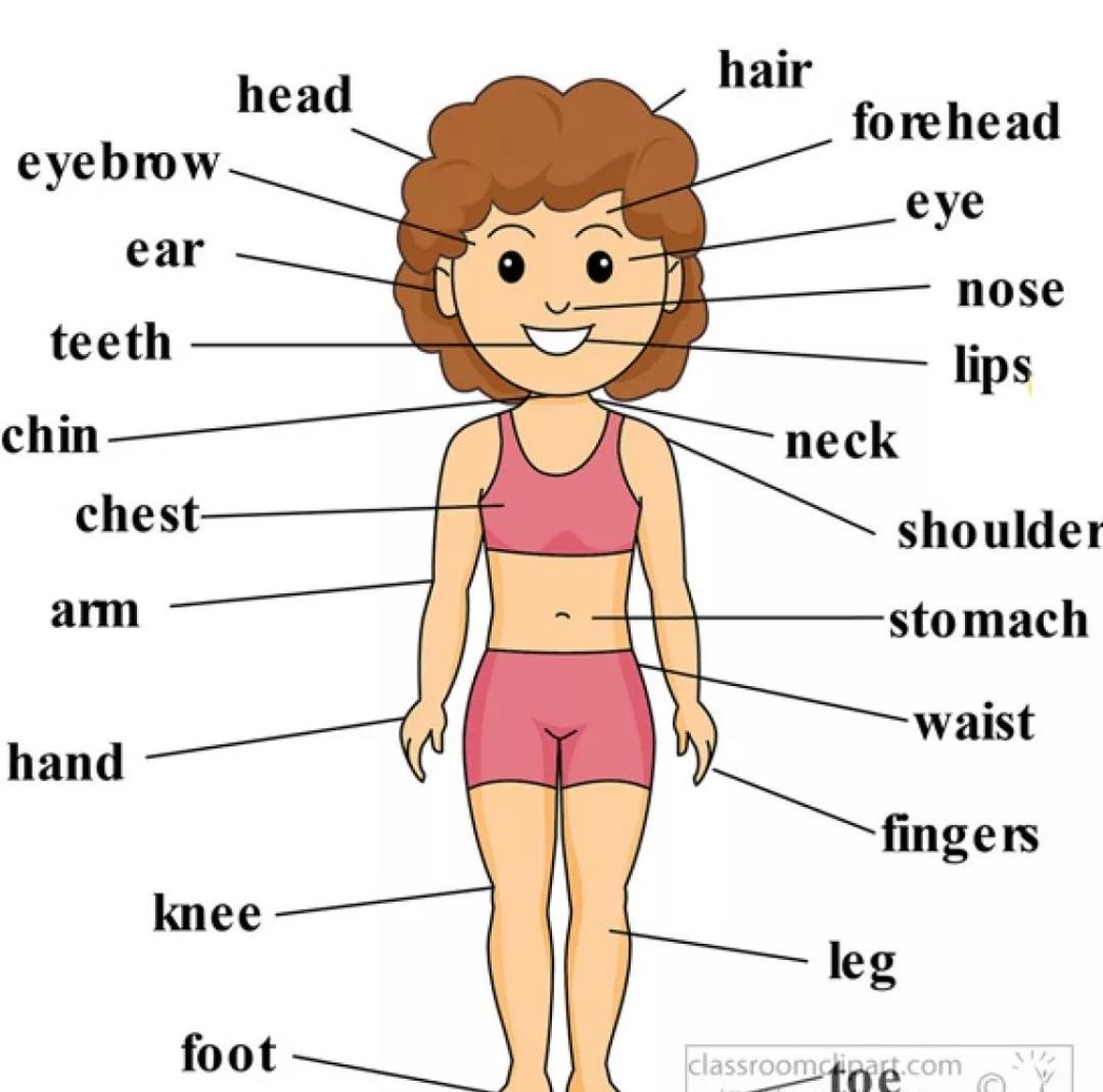 The parts of the human body презентация