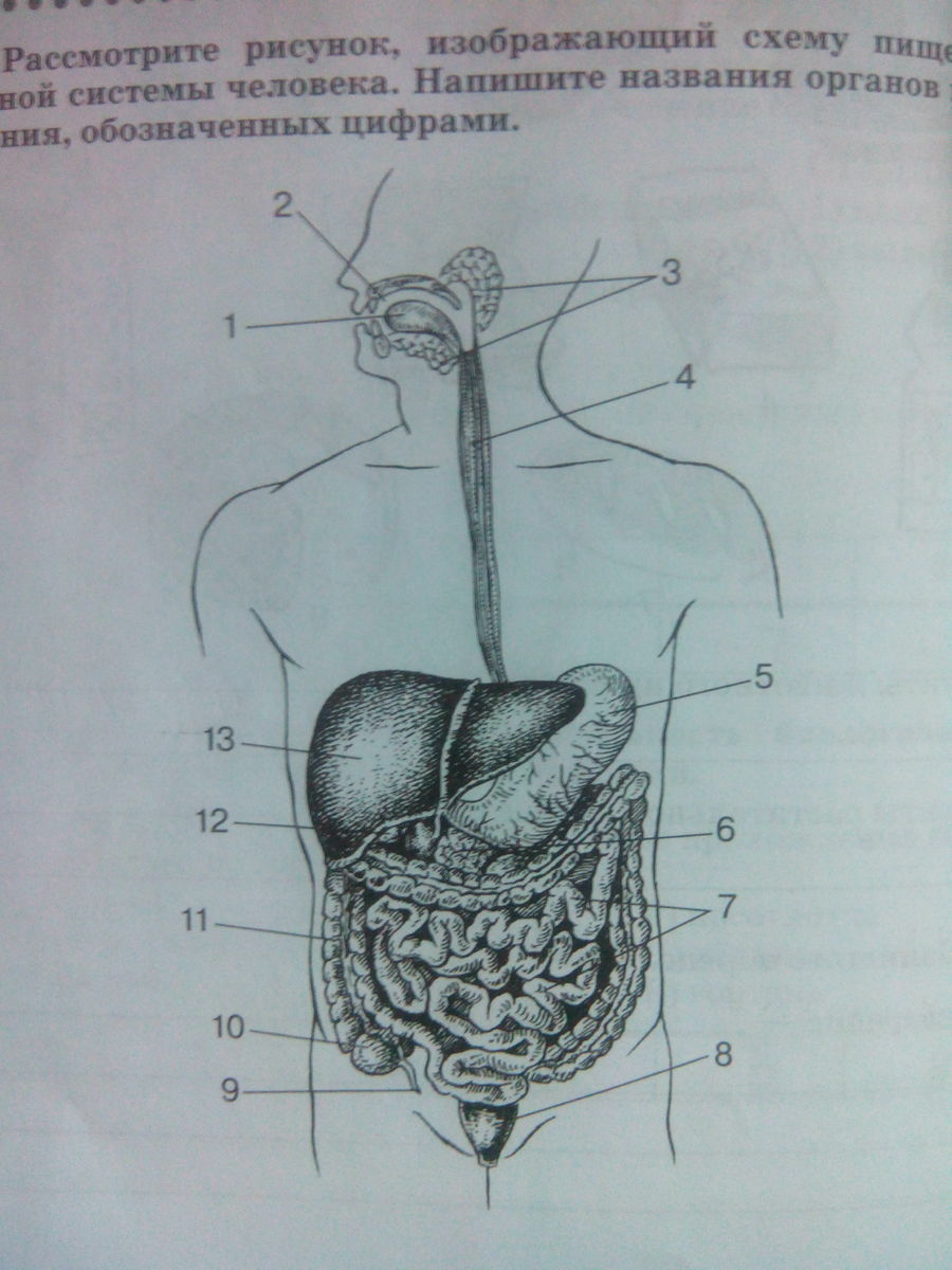 Рассмотри рисунок выбери название органов обозначенных цифрами укажи систему к которой относится