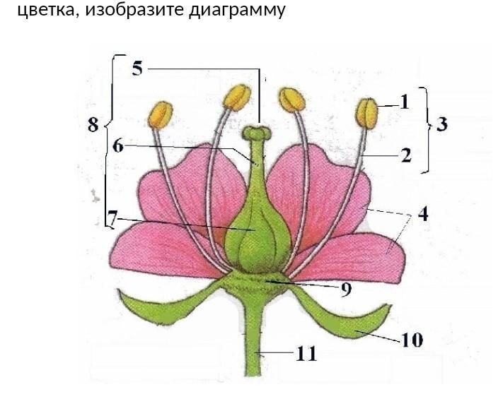 Рассмотрите рисунок строение цветка