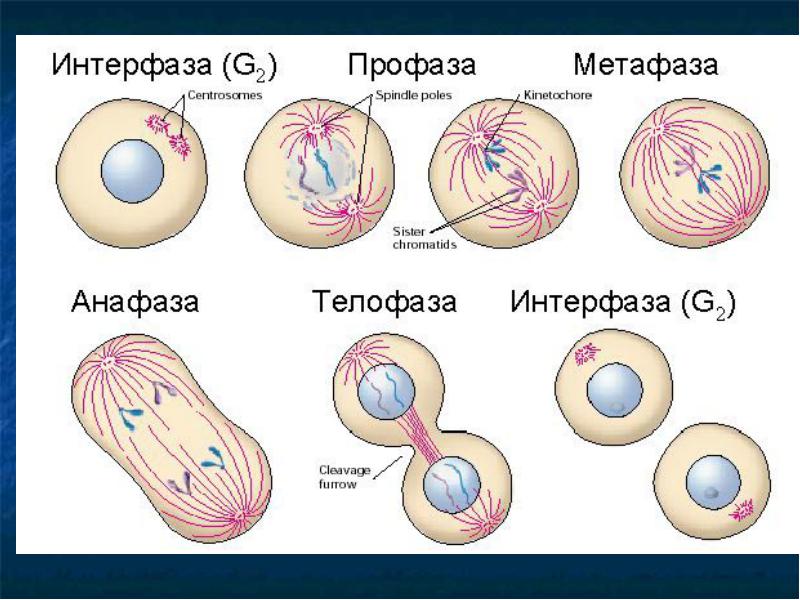 Картинки фазы деления клетки