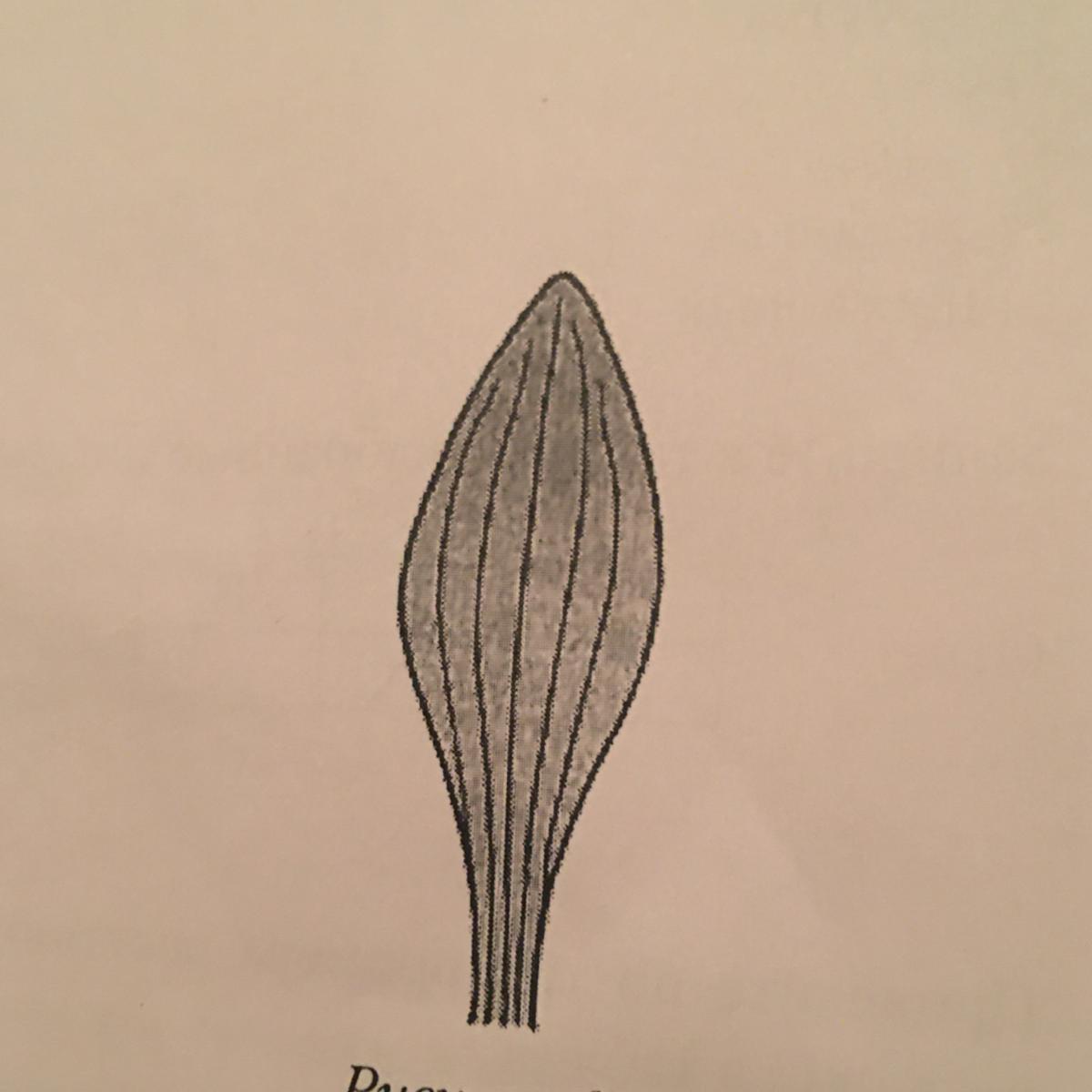 К какому классу относится растения лист который показан на рисунке